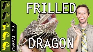 Frilled Dragon The Best Pet Lizard [upl. by Zoara]