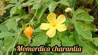 How to pronounce Momordica charantia I Cara Baca Momordica charantia Nelindah [upl. by Ecaidnac]