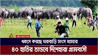 শেরপুরের বন্যহাতির তান্ডবে অতিষ্ঠ এলাকাবাসী  স্থায়ী সমাধান চায় স্থানীয় মানুষ  ATN Bangla News [upl. by Etnovert]