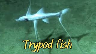 Knowledge about AMEZING Fish Trypod fish [upl. by Naejamron]