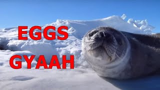 Talking seals  Wise words [upl. by Arait]