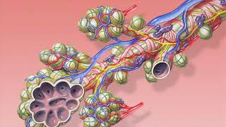 Difference Between Alveoli and Alveolar Sac [upl. by Eiramana]