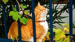 Why Cats Rub Their Heads on Things  Cat Care [upl. by Yasmar18]