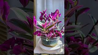 Recycle and growing flowers in pot so beautiful garden flowers flower garden diy gardenplants [upl. by Durnan554]