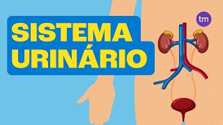 SISTEMA URINÁRIO e Suas Funções [upl. by Ogdan909]