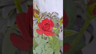 Red rose 🌹youtubeshorts youtube ytshorts shorts red rose rosé flowers plants houseplants [upl. by Cheney]