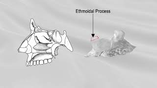 INFERIOR NASAL CONCHA [upl. by Rapsag532]