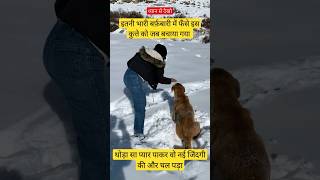 shorts short dog doglover dogs ytshorts youtubeshorts animallover animalshorts love pyar [upl. by Rustie]