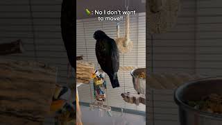 Watch Emotional Reaction of Parrot to her New Cage pionus parrot birds birdcage papegaai pets [upl. by Adoc885]