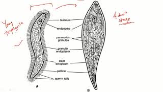 Lt08Live Monocystis Part  1 Zoology 1st Paper  BSc1st Year [upl. by Stoddard4]