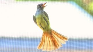 Flycatcher Catching Flies on Window Screens  Natural Pest Control [upl. by Ardried]