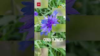 Corn Flower  Centaurea Cyanus shorts plants gardening cornflower 2024 [upl. by Jacob]