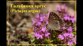 Голубянка аргус Plebejus argus [upl. by Brinn977]