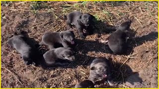 7 newborn Pups Crying in Hungry asking for mom who left them in a Farm amp never comeback [upl. by Aleen673]