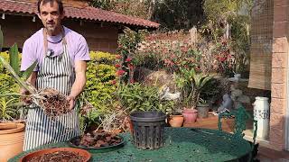 Repotting large Cattleya Orchid Raw day in the life vlog of an orchid enthusiast [upl. by Gale]