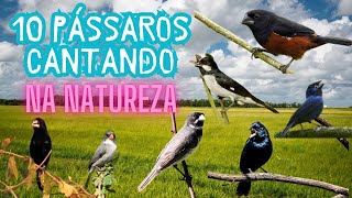 10 PÁSSAROS BRASILEIROS CANTANDO AO VIVO NA NATUREZA [upl. by Id]