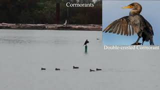 Cormorants [upl. by Carmelina993]