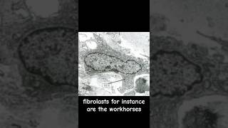 Fibroblast the workhorses of connective tissue biology science microscope doctor tissue [upl. by Nhtanhoj]