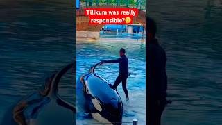 Tilikum was really responsible for these attacks R u agree🤔 shorts video youtubeshorts viral [upl. by Eioj29]