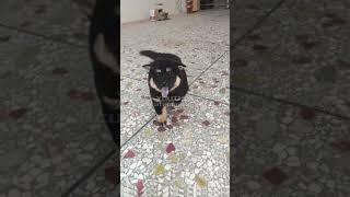 Cute pup invites its owner to play shots dog puppy cute animals pets cutedog petlove [upl. by Aranaj]