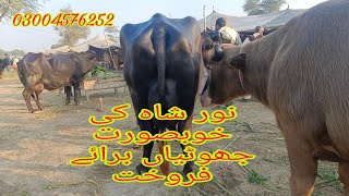 نور شاہ کی خوبصورت جھوٹیاں برائے فروخت رابطہ نمبر 03004576252 Okara Animal Tv 11122023 [upl. by Nayrb110]