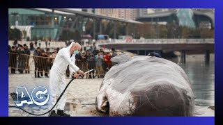 Escultura realista de ballena muerta busca crear conciencia [upl. by Del]