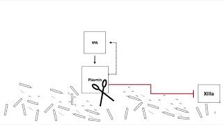 Fibrinolysis [upl. by Ahsenit641]