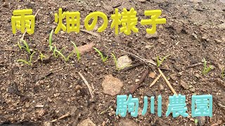 雨模様 畑の様子 駒川農園 24922 [upl. by Edrock]