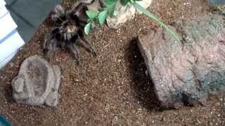 Curly hair Brachypelma Albopilosum Tarantula feeding in new home [upl. by Artinak]