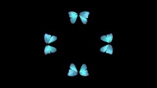 Butterfly Hologram Video HD [upl. by Arlan]