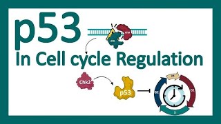 BIO Molecular  Mechanisms For Conversion Of ProtoOncogenes To Oncogenes amp p53 Gene [upl. by Macegan]