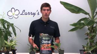 QampA  Why Add Charcoal To Orchid Mix [upl. by Richella]