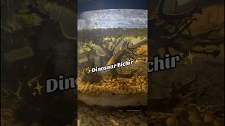 Dinosaur Bichir Live Minnow Feeding🐟 feedingtime aquarium aquaticlife fish [upl. by Abbott651]