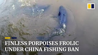 Under a fishing ban critically endangered finless porpoises spotted more often in Chinese lake [upl. by Imtiaz]