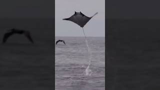 Devil of the deep MANTA RAY most intelligent fish fishing rays mantaray devilfish [upl. by Fugazy]