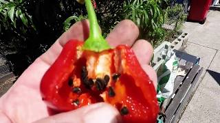 Growing Rocoto Chilli from Seed [upl. by Anyd]