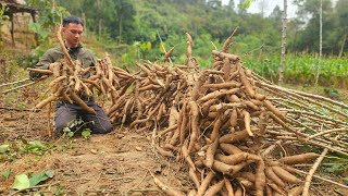 Harvest large quantities of cassava roots How to preserve and ferment  Trai Farm [upl. by Alhahs431]