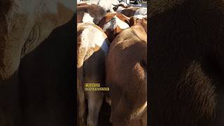 2025 KURBANLIKLARI simental koyun cow inek animals çiftlik hayvancılık happy kalite [upl. by Hildick121]