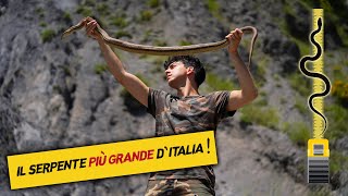 IL SERPENTE PIÙ GRANDE DITALIA Cervone [upl. by Ereveneug]