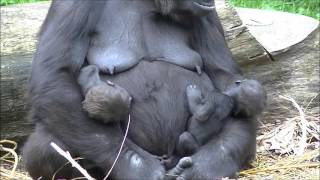 Gorillas Burgers Zoo 23 September 2013  part 9 [upl. by Jsandye]