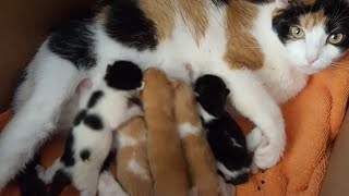 🔴 LIVE FEED 🔴 Watch these 5 newborn kittens grow up with their momma cat taking great care of them [upl. by Anitrebla]