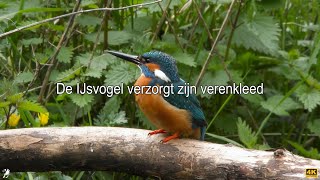 De IJsvogel verzorgt zijn verenkleed [upl. by Einahpts]