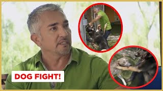 Breaking up a dog fight  Cesar 911 [upl. by Alleras143]