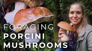 Foraging Porcini Mushrooms and drying them [upl. by Anyr]