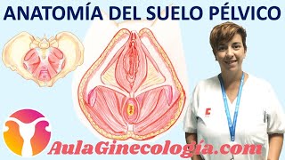 ANATOMÍA DEL SUELO PÉLVICO PELVIS ÓSEA MUSCULATURA  Ginecología y Obstetricia [upl. by Merriman]