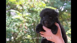 Ciobanesc German negru cu par lung  German Shepherd with long hair [upl. by Ahsieken689]