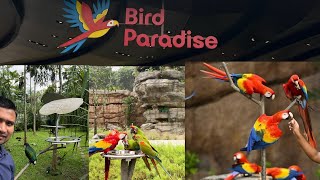 Singapore bird 🦢 paradise ytvideo viewsplz video yt tagsyoutube tags [upl. by Ramin]