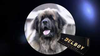 LEONBERGER VIDEO INTRO FOR HILLHAVENLEONBERGERS [upl. by Trix]