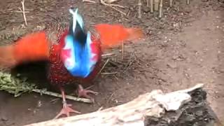 frontal courtship of a tragopan satyra YouTube mp4 2 [upl. by Matthaeus]