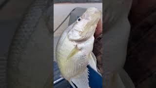 Winter Crappies fishing at Sardis Lake Mississippi 2021 [upl. by Aguste]